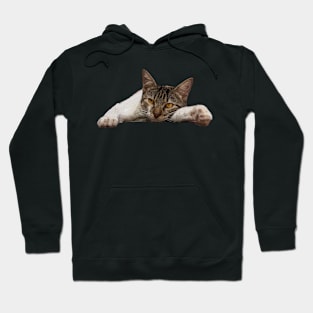 cat Hoodie